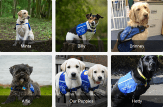 support dogs sponsor a dog