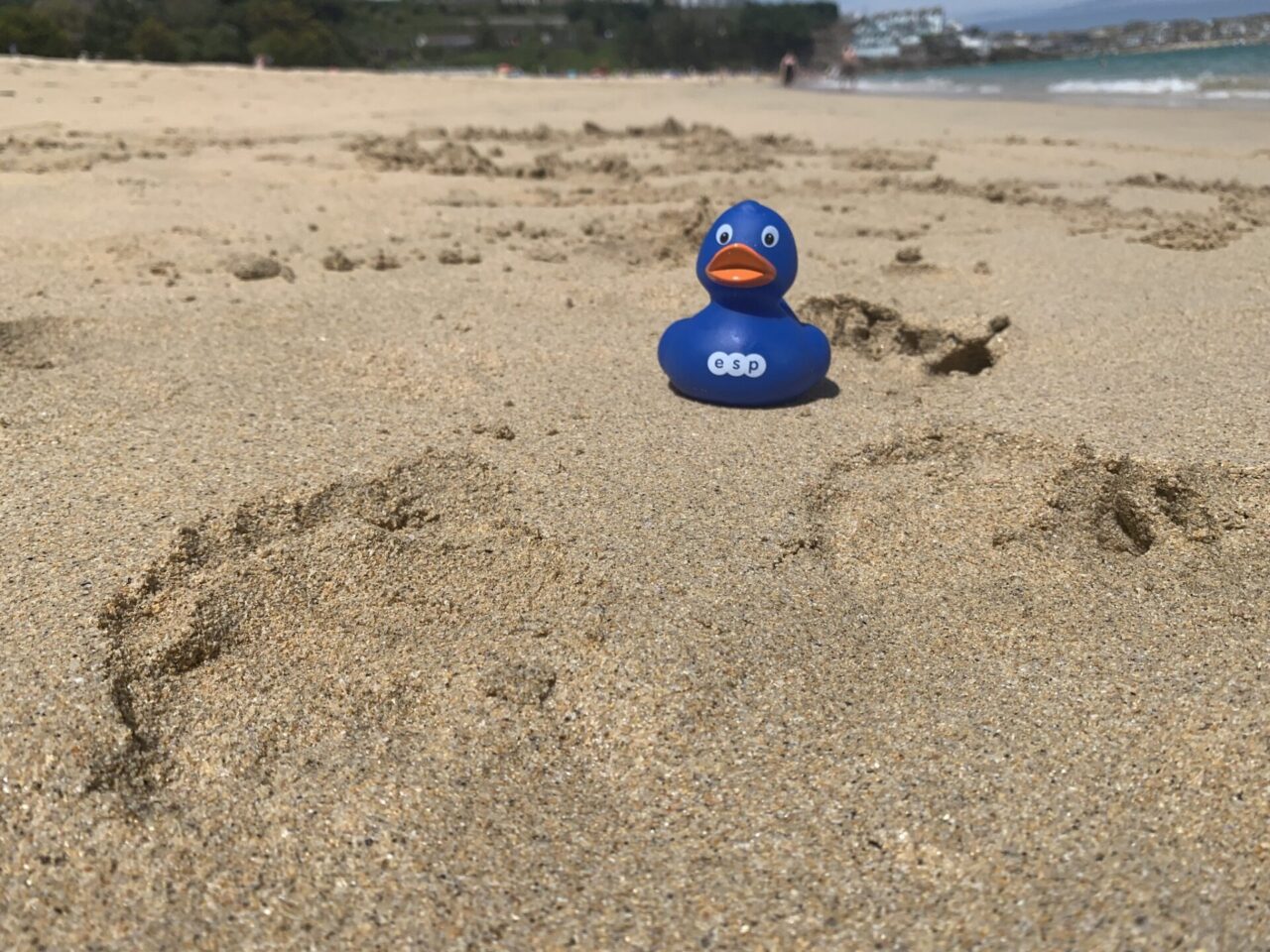 Duck at the Beach